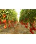 Seminte Tomate MAHITOS F1 Rijk Zwaan - 100 seminte