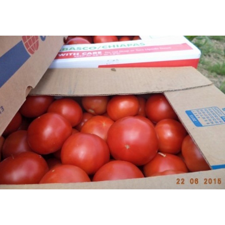Seminte Tomate MAHITOS F1 Rijk Zwaan - 100 seminte
