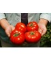 Seminte Tomate MAHITOS F1 Rijk Zwaan - 100 seminte