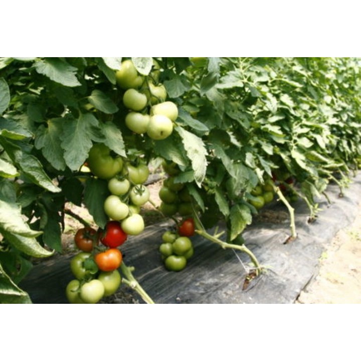 Seminte Tomate MAHITOS F1 Rijk Zwaan - 100 seminte