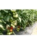 Seminte Tomate MAHITOS F1 Rijk Zwaan - 100 seminte