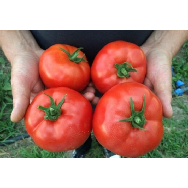 Seminte Tomate MAHITOS F1 Rijk Zwaan - 100 seminte