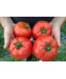Seminte Tomate MAHITOS F1 Rijk Zwaan - 100 seminte
