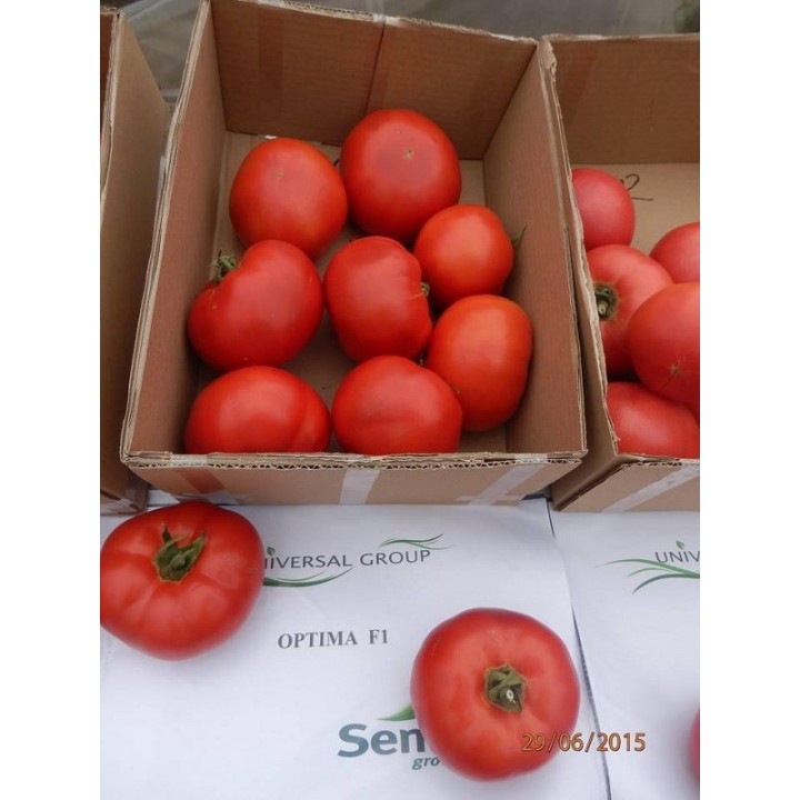 Seminte Tomate OPTIMA F1 Seminis - 100 seminte Seminte Tomate OPTIMA F1 Seminis - 100 seminte