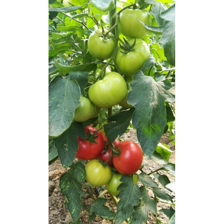 Seminte Tomate PINKID F1 Seminis - 100 seminte