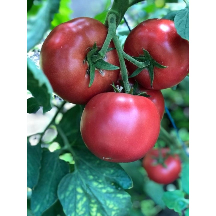 Seminte Tomate PINKID F1 Seminis - 100 seminte