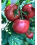 Seminte Tomate PINKID F1 Seminis - 100 seminte