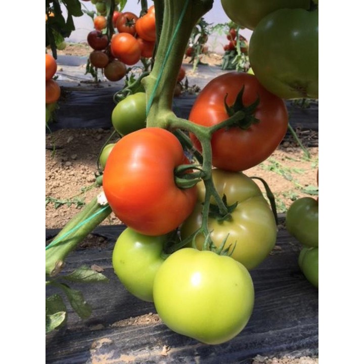 Seminte Tomate PINKID F1 Seminis - 100 seminte