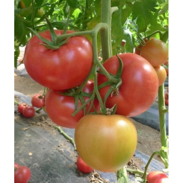 Seminte Tomate PINKID F1 Seminis - 100 seminte