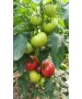 Seminte Tomate PINKID F1 Seminis - 500 seminte