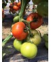 Seminte Tomate PINKID F1 Seminis - 500 seminte