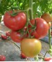 Seminte Tomate PINKID F1 Seminis - 500 seminte