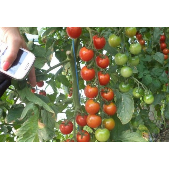 Seminte Tomate cherry CHERAMY F1 Rijk Zwaan - 100 seminte Seminte Tomate cherry CHERAMY F1 Rijk Zwaan - 100 seminte