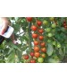 Seminte Tomate cherry CHERAMY F1 Rijk Zwaan - 100 seminte