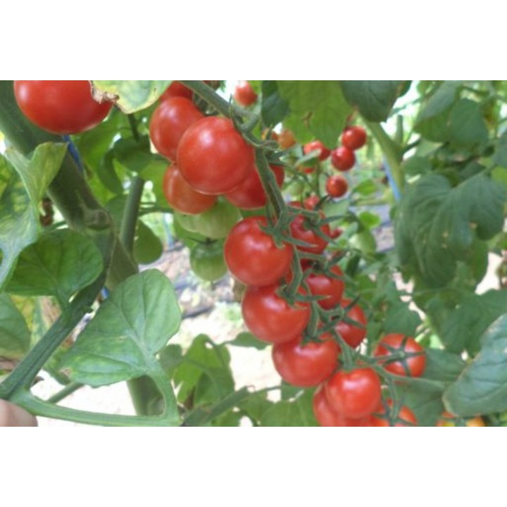 Seminte Tomate cherry CHERAMY F1 Rijk Zwaan - 100 seminte Seminte Tomate cherry CHERAMY F1 Rijk Zwaan - 100 seminte