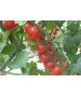 Seminte Tomate cherry CHERAMY F1 Rijk Zwaan - 100 seminte