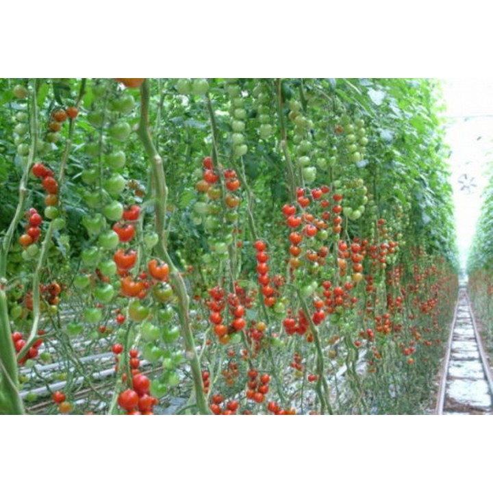 Seminte Tomate cherry CHERAMY F1 Rijk Zwaan - 100 seminte Seminte Tomate cherry CHERAMY F1 Rijk Zwaan - 100 seminte