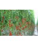 Seminte Tomate cherry CHERAMY F1 Rijk Zwaan - 100 seminte