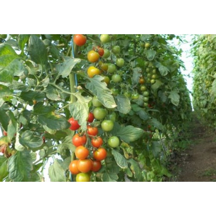 Seminte Tomate cherry CHERAMY F1 Rijk Zwaan - 100 seminte Seminte Tomate cherry CHERAMY F1 Rijk Zwaan - 100 seminte