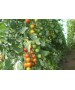 Seminte Tomate cherry CHERAMY F1 Rijk Zwaan - 100 seminte
