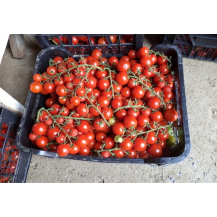 Seminte Tomate cherry CHERAMY F1 Rijk Zwaan - 100 seminte Seminte Tomate cherry CHERAMY F1 Rijk Zwaan - 100 seminte