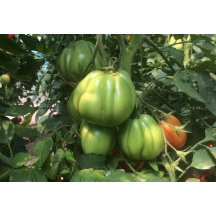 Seminte Tomate RUGANTINO F1 Rijk Zwaan - 100 seminte