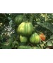 Seminte Tomate RUGANTINO F1 Rijk Zwaan - 100 seminte