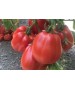 Seminte Tomate RUGANTINO F1 Rijk Zwaan - 100 seminte