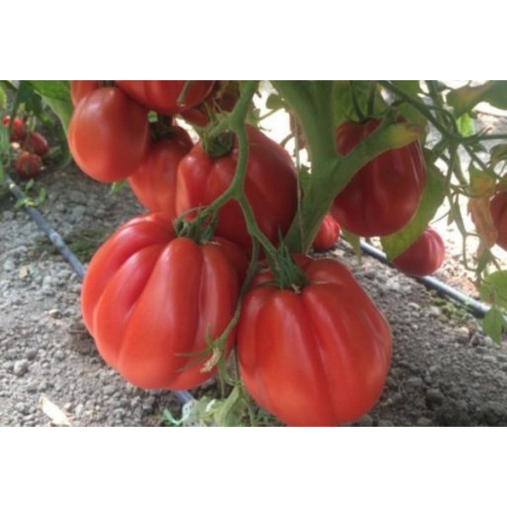 Seminte Tomate RUGANTINO F1 Rijk Zwaan - 100 seminte