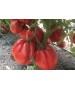 Seminte Tomate RUGANTINO F1 Rijk Zwaan - 100 seminte