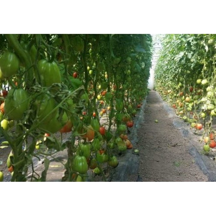 Seminte Tomate RUGANTINO F1 Rijk Zwaan - 100 seminte