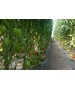 Seminte Tomate RUGANTINO F1 Rijk Zwaan - 100 seminte