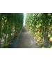 Seminte Tomate RUGANTINO F1 Rijk Zwaan - 100 seminte