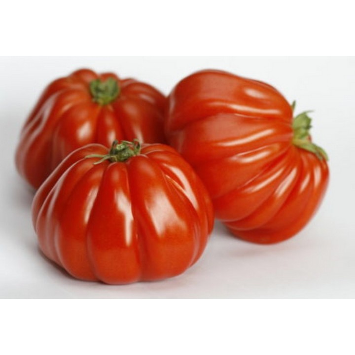 Seminte Tomate RUGANTINO F1 Rijk Zwaan - 100 seminte