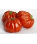Seminte Tomate RUGANTINO F1 Rijk Zwaan - 100 seminte
