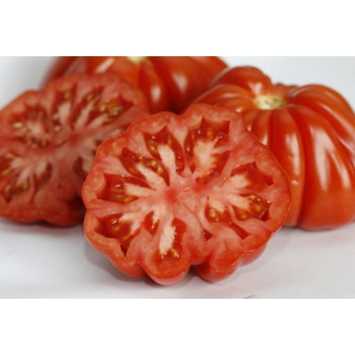 Seminte Tomate RUGANTINO F1 Rijk Zwaan - 100 seminte