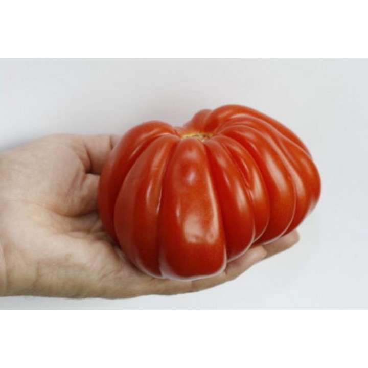 Seminte Tomate RUGANTINO F1 Rijk Zwaan - 100 seminte
