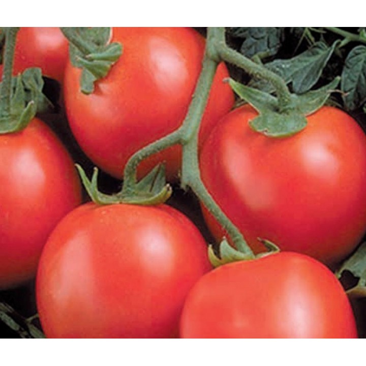 Seminte Tomate PERFECTPEEL F1 Seminis - 10.000 seminte Seminte Tomate PERFECTPEEL F1 Seminis - 10.000 seminte