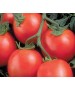 Seminte Tomate PERFECTPEEL F1 Seminis - 10.000 seminte