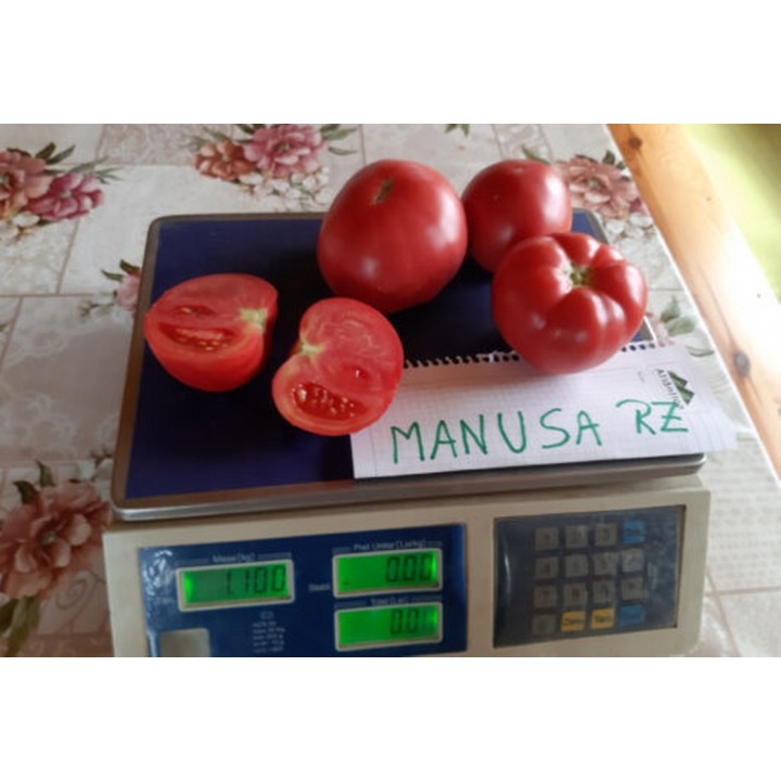 Seminte Tomate MANUSA F1 Rijk Zwaan - 100 seminte Seminte Tomate MANUSA F1 Rijk Zwaan - 100 seminte