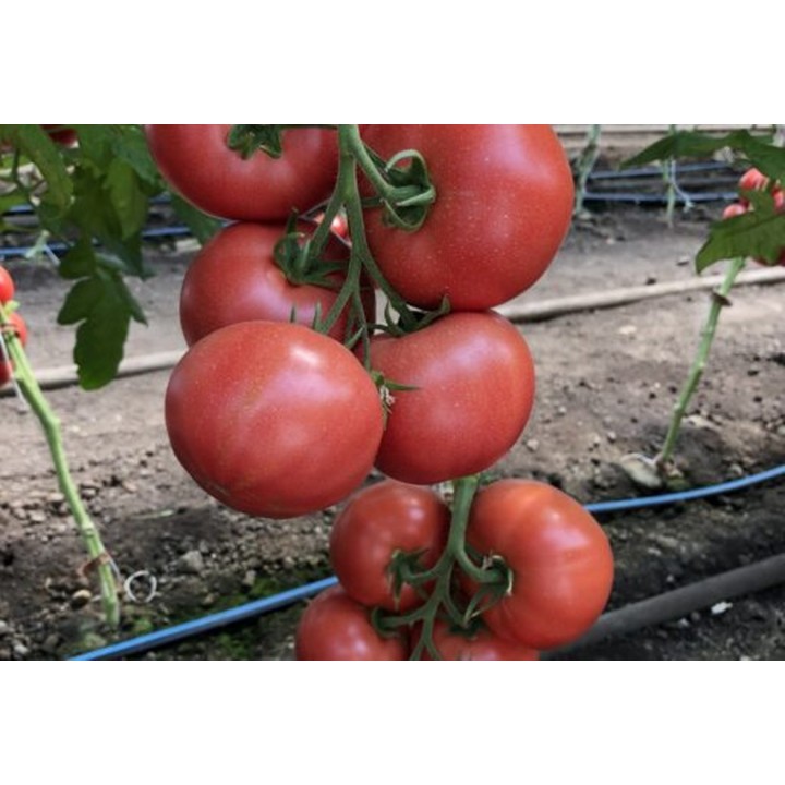 Seminte Tomate MANUSA F1 Rijk Zwaan - 100 seminte Seminte Tomate MANUSA F1 Rijk Zwaan - 100 seminte