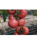 Seminte Tomate MANUSA F1 Rijk Zwaan - 100 seminte