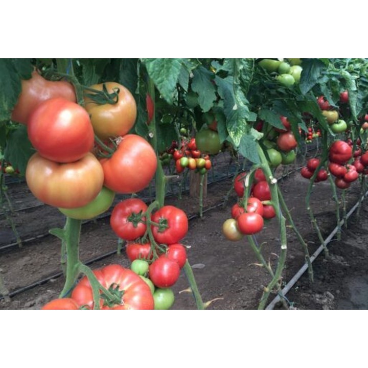 Seminte Tomate MANUSA F1 Rijk Zwaan - 100 seminte Seminte Tomate MANUSA F1 Rijk Zwaan - 100 seminte