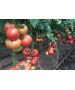 Seminte Tomate MANUSA F1 Rijk Zwaan - 100 seminte