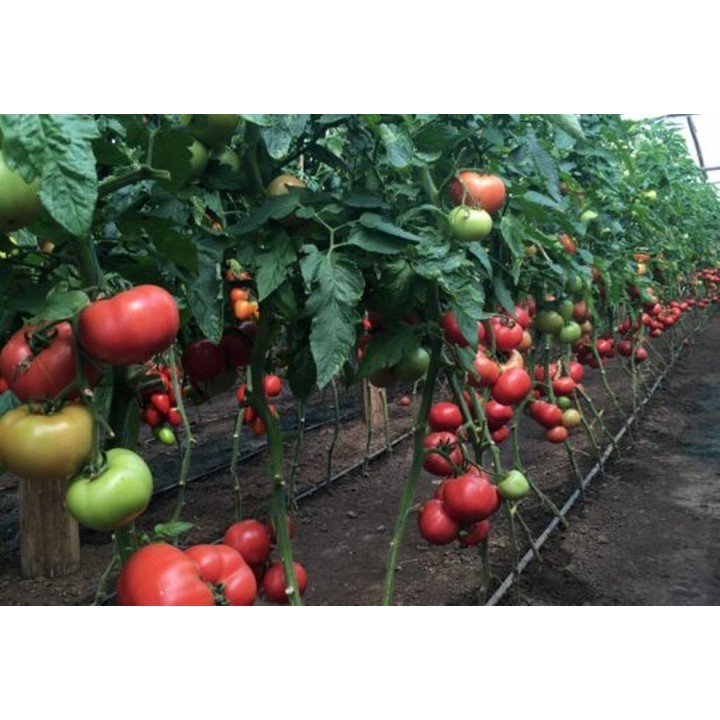 Seminte Tomate MANUSA F1 Rijk Zwaan - 100 seminte Seminte Tomate MANUSA F1 Rijk Zwaan - 100 seminte