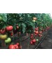 Seminte Tomate MANUSA F1 Rijk Zwaan - 100 seminte