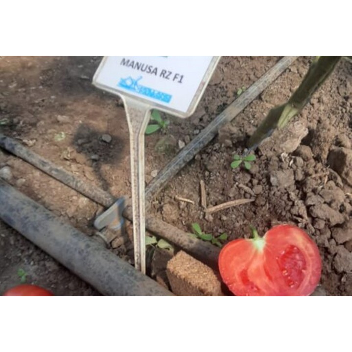 Seminte Tomate MANUSA F1 Rijk Zwaan - 100 seminte Seminte Tomate MANUSA F1 Rijk Zwaan - 100 seminte