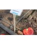Seminte Tomate MANUSA F1 Rijk Zwaan - 100 seminte