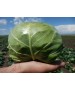 Seminte Varza GREEN FLASH F1 Seminis - 1.000 seminte