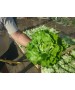 Seminte Salata SV 0001 LB F1 Seminis - 5.000 seminte